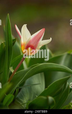 Gros plan d'une tulipe du Turkestan (Tulipa turkestanica) fleurit dans un jardin au printemps, Bavière, Allemagne Banque D'Images