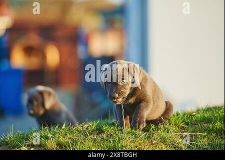 Chiot Labrador Retriever sur une prairie en automne, Allemagne Banque D'Images