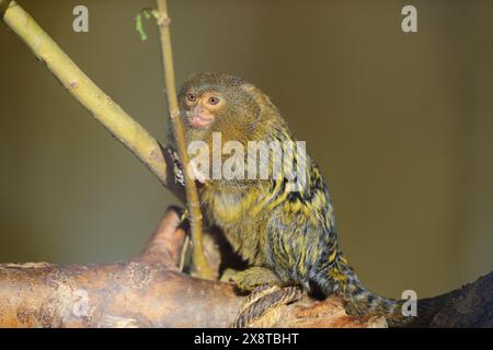 Marmoset pygmée occidental (Cebuella pygmaea), captif, Zoo d'Augsbourg, Allemagne Banque D'Images