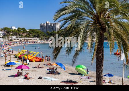 Palmiers sur la plage à Peguera, Paguera, Majorque, Îles Baléares, Espagne, Europe Banque D'Images