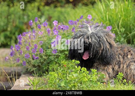 Puli, race rare de chien Banque D'Images