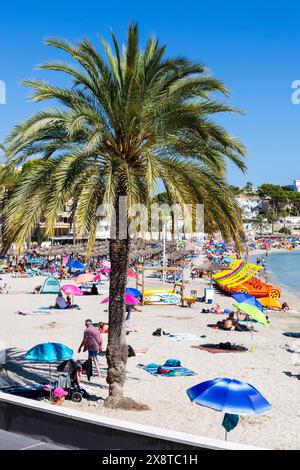 Palmiers sur la plage à Peguera, Paguera, Majorque, Îles Baléares, Espagne, Europe Banque D'Images