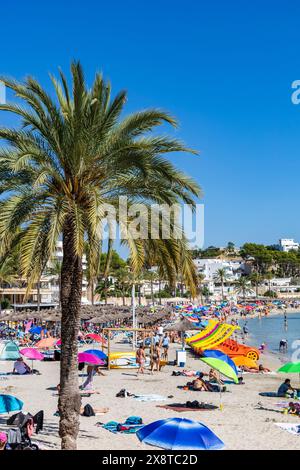 Palmiers sur la plage à Peguera, Paguera, Majorque, Îles Baléares, Espagne, Europe Banque D'Images