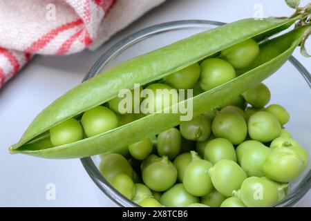 Pois verts frais en coquille et gousse de pois, Pisum sativum Banque D'Images