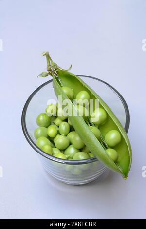 Pois verts frais en coquille et gousse de pois, Pisum sativum Banque D'Images