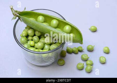 Pois verts frais en coquille et gousse de pois, Pisum sativum Banque D'Images