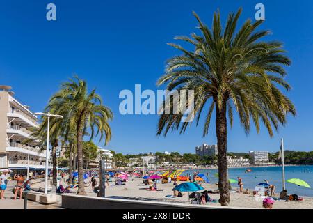 Palmiers sur la plage à Peguera, Paguera, Majorque, Îles Baléares, Espagne, Europe Banque D'Images