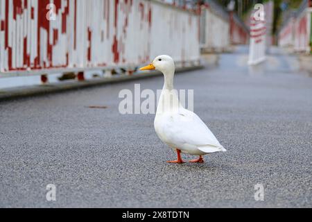 Canard Pékin (Anas platyrhynchos domestica) sur un pont sur le Rhin, Duesseldorf, Allemagne Banque D'Images