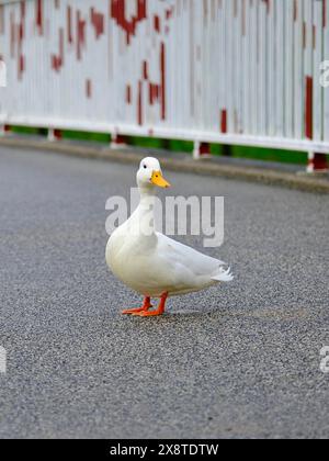 Canard Pékin (Anas platyrhynchos domestica) sur un pont sur le Rhin, Duesseldorf, Allemagne Banque D'Images