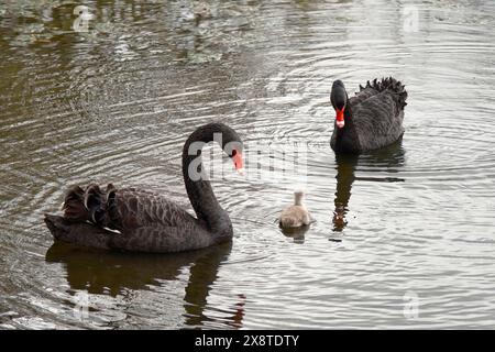 Deux cygnes de deuil (Cygnus atratus) avec des poussins, Rhénanie du Nord-Westphalie, Allemagne Banque D'Images