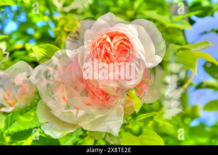 Peinture à l'huile, rose (rose), fleurs roses, rose délicat, parfumé, lumière, romantique, motif de carte de voeux, motif de fleur, fleurs créatives, plantes Banque D'Images