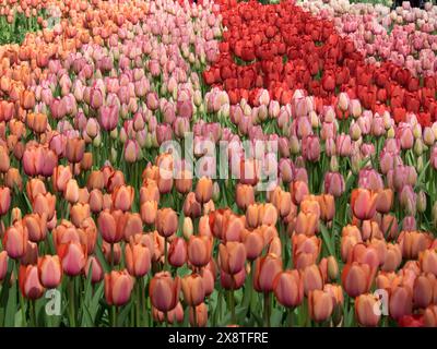 Un magnifique champ de tulipes dans différentes nuances de l'orange au rouge, tulipes fleuries dans de nombreuses couleurs, amsterdam, pays-bas Banque D'Images