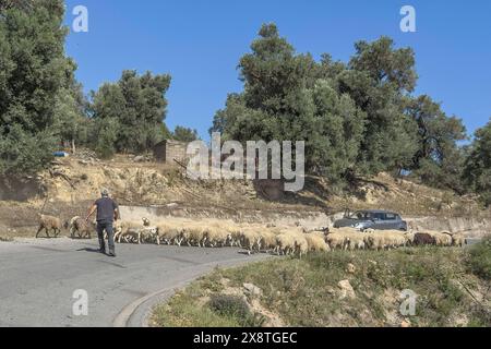 Troupeau de moutons courant des moutons en cours d'exécution devant le berger sur la route de blocage petite route de campagne bloquant enfermant le trafic de voiture, Crète, Grèce Banque D'Images