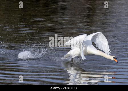 Cygne muet (Cygnus olor) marchant sur l'eau en amont du décollage, Erbacher Donaustausee, Bade-Wuerttemberg, Allemagne Banque D'Images