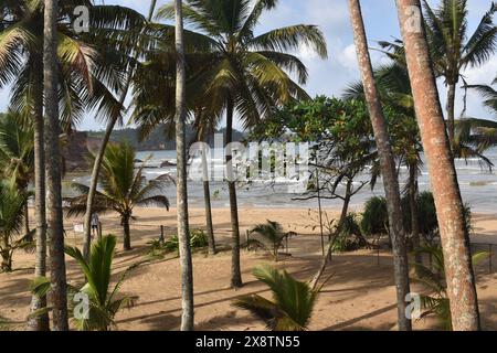 Mirissa est une ville de bord de mer discrète dans le sud du Sri Lanka, beaucoup plus détendue et calme que les points chauds populaires de la plage. L'observation des baleines et des dauphins à Mirissa est l'une des activités aquatiques les plus excitantes que vous puissiez faire pendant vos vacances. Les baleines bleues souvent aperçues sont les plus grands animaux du monde et Mirissa est le meilleur endroit pour les excursions d'observation des baleines et des dauphins au Sri Lanka. Mirissa, Sri Lanka. Banque D'Images