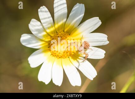 Une araignée crabe (Xysticus sp.) En attendant une proie sur une Marguerite de la Couronne à Turkiye Banque D'Images