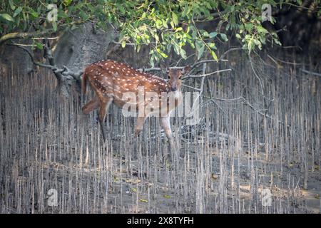 Cerf tacheté sauvage (femelle). Le cerf tacheté ou cerf de chital est une espèce de cerf originaire du sous-continent indien. Banque D'Images