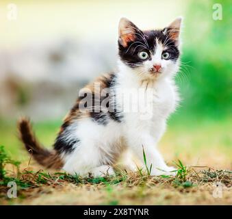 Petit chaton sans abri à fourrure assis sur l'herbe Banque D'Images