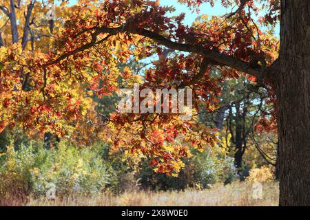 Regarder à travers les feuilles d'un chêne qui est rétroéclairé par le soleil, à l'automne, à Lake Villa, Illinois, USA Banque D'Images