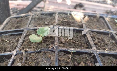 Plants pré-cultivés de Hollyhocks (Alcea) dans des pots de plantes, prêts à planter dans le lit de fleurs, espace de copie, foyer sélectionné. Banque D'Images