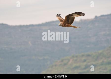 Le milan royal (Milvus milvus) en vol Banque D'Images