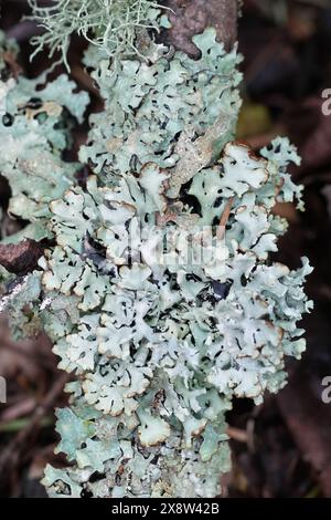 Gros plan vertical naturel sur un lichen gris à capuche de moine, Hypogymnia physodes dans le nord de l'Oregon, États-Unis Banque D'Images