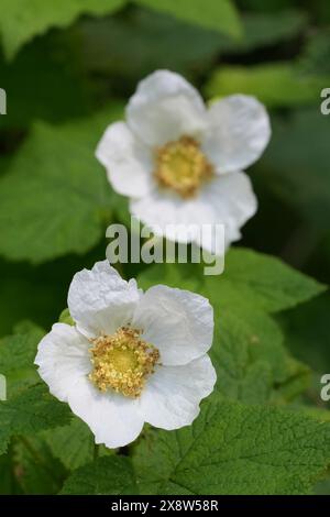 Gros plan détaillé sur la grande fleur blanche de la Thimbleberry, Rubus parviflorus, Crescent City, Californie Banque D'Images