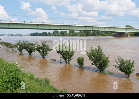 Promenade inondée sur la Konrad-Adenauer-Ufer sur le Rhin à Cologne en Allemagne Banque D'Images