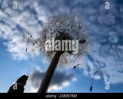 Coléoptère sur la fleur de pissenlit blanc dans la nature. Photo de haute qualité Banque D'Images