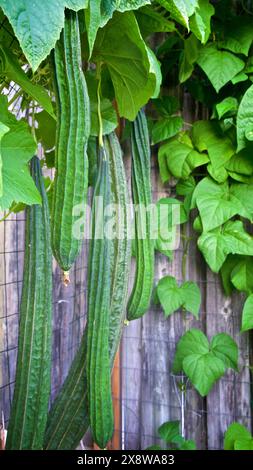 Gourdes de luffa chinois bio grimpant le grillage de poulet dans le projet de jardinage urbain. Banque D'Images