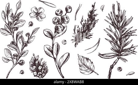 Plantes forestières d'automne, bleuets, airelles, cônes, feuilles, aiguilles de pin, mousse et herbe. Illustration graphique, dessinée à la main à l'encre brune, ligne Illustration de Vecteur