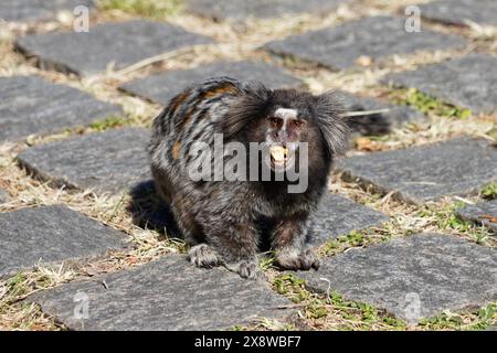 Sagui (Callithrix) petit singe mangeant une noix dans le parc brésilien de Sao Paulo Banque D'Images