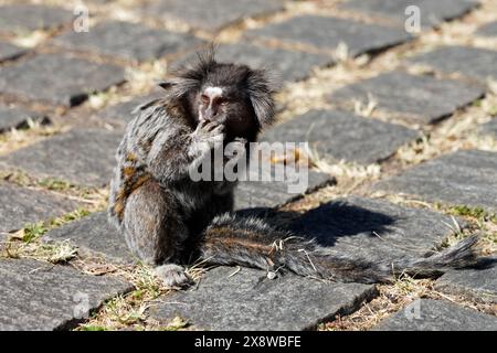 Gros plan d'un singe Sagui (Callithrix) mangeant une noix dans le parc brésilien de Sao Paulo Banque D'Images