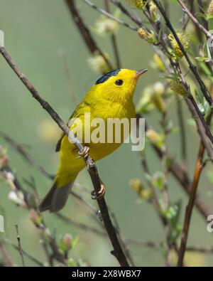 Paruline de Wilson mâle (Cardellina pusilla) Sierra County California USA Banque D'Images