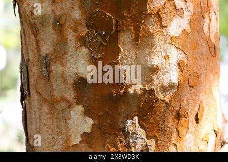 Différentes nuances d'écorce tachetée jaune et orange de sycomore. Texture de l'écorce Platanus de la famille des Platanaceae. Surface de l'arbre. Arborescence plane. Naturel Banque D'Images