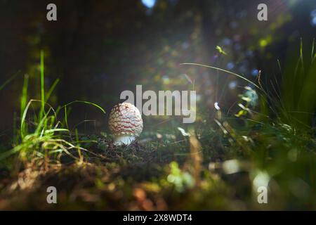 Champignon non comestible pousse dans les prés ou forêt de l'Europe centrale, l'Amanita muscaria Banque D'Images