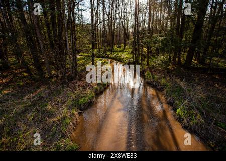Forêt avec un ruisseau qui la traverse en brun printanier de ruissellement, horizontal Banque D'Images