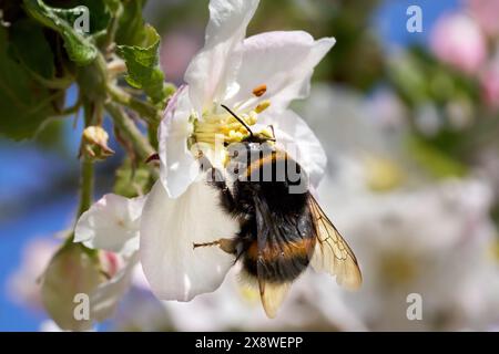 Gros bourdon de terre (Bombus hortorum) gros plan sur une fleur de pomme Banque D'Images