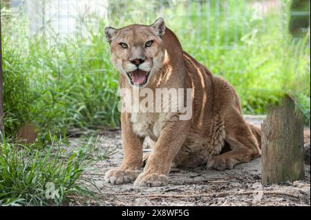 Captive Western Cougar Banque D'Images