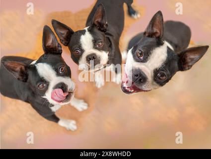 Chien Boston Terrior montrant des dents Banque D'Images