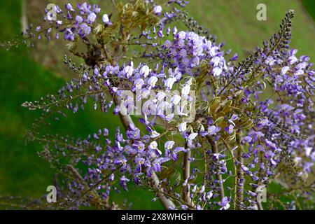 Gros plan sur les nouvelles fleurs fraîches de lilas pâle et bleu violet profond et de nouvelles feuilles fraîches de l'arbuste grimpeur de jardin wisteria floribunda domino. Banque D'Images