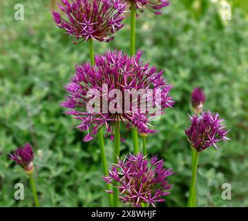 Gros plan de la fleur ouverte rose-violet de la pluie violette de bulbe de jardin fleuri d'été allium. Banque D'Images