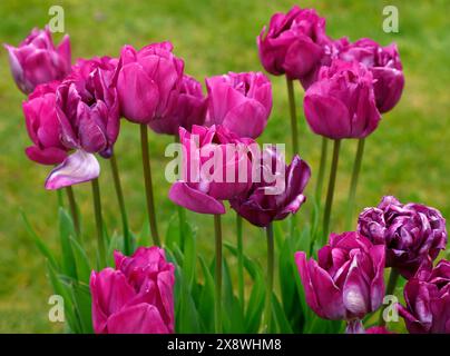 Gros plan sur les fleurs violettes lilas de la fin de la floraison printanière double tulipe tulipa lilas perfection. Banque D'Images
