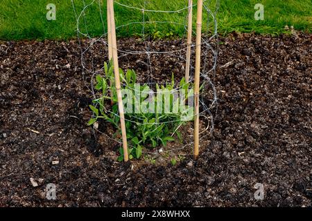Pousses vertes de Lathyrus odoratus (pois doux) dans un sol de jardin biologique bien préparé avec des cannes de bambou et du fil métallique, mis en place tôt pour le soutien des plantes. Banque D'Images
