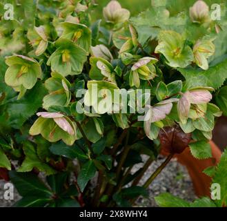 Gros plan sur les fleurs blanches et roses de la plante herbacée de jardin vivace à floraison printanière helleborus Ice n roses picotee. Banque D'Images