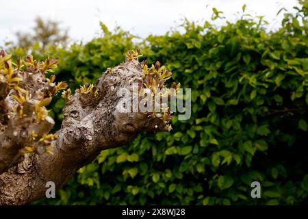 Gros plan sur les nouvelles pousses jaunes fraîches de l'arbre ornemental catalpa bignonioides aurea émergeant au printemps. Banque D'Images