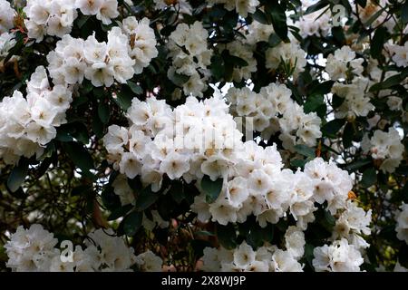 Gros plan sur les fleurs blanches de l'arbuste rustique de jardin à feuilles persistantes rhododendron mont Everest. Banque D'Images