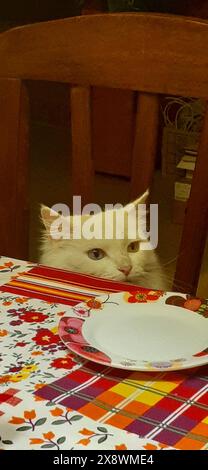 Adorable chat blanc avec hétérochromie jetant un œil sur une nappe vibrante et colorée, assis à une table avec des assiettes vides Banque D'Images