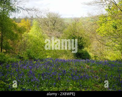 Bluebell Woods, Arger Fen, Essex, Royaume-Uni, Angleterre Banque D'Images
