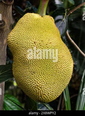 Jackfruit poussant sur un Jackfruit Tree. Banque D'Images